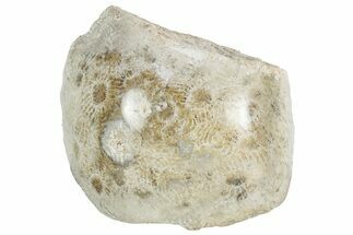 Polished Fossil Coral Head - Indonesia #237516