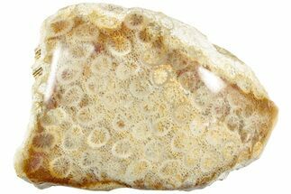 Polished Fossil Coral Head - Indonesia #237476