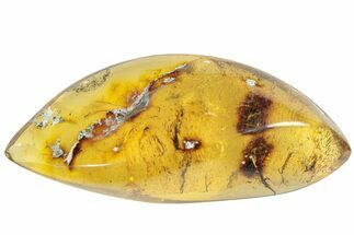 Polished Chiapas Amber ( grams) - Mexico #237448