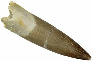 Fossil Plesiosaur (Zarafasaura) Tooth - Morocco #237587