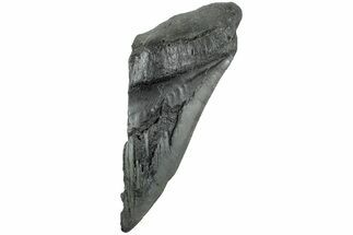Partial, Fossil Megalodon Tooth - South Carolina #235928