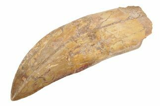 Fossil Carcharodontosaurus Tooth - Partially Rooted #238011