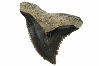 Snaggletooth Shark (Hemipristis) Tooth - Aurora, NC #237927