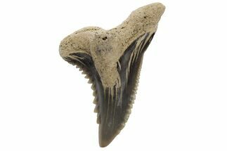 Snaggletooth Shark (Hemipristis) Tooth - Aurora, NC #237956