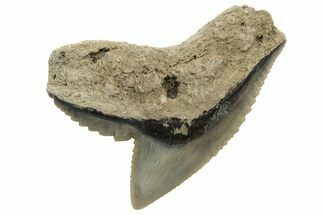 Fossil Tiger Shark (Galeocerdo) Tooth - Aurora, NC #237993