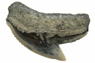 Fossil Tiger Shark (Galeocerdo) Tooth - Aurora, NC #237999