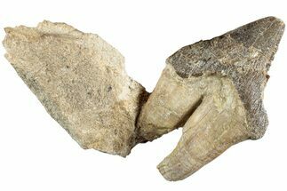 Fossil Primitive Whale (Pappocetus) Premolar - Morocco #238072
