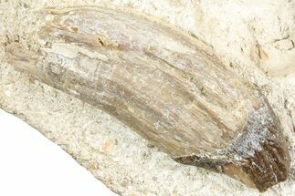 Fossil Primitive Whale (Pappocetus) Teeth in Rock - Morocco #238078