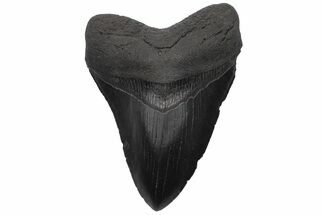 Serrated, Fossil Megalodon Tooth - South Carolina #236072