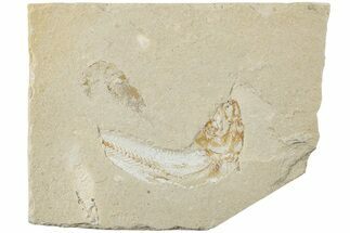 Cretaceous Fossil Fish With Shrimp - Lebanon #238356