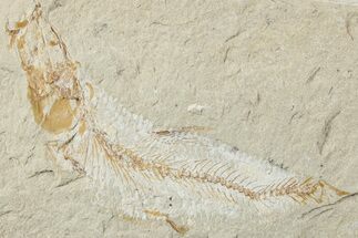 Cretaceous Fossil Fish - Lebanon #238357