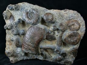 Plate of Devonian Ammonites From Morocco - #14314