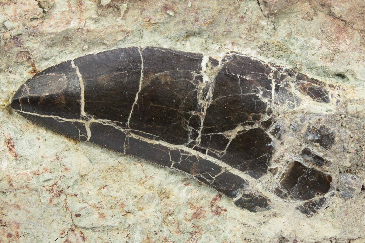 3 1 Carcharodontosaurus Tooth In Rock Dekkar Formation Morocco 