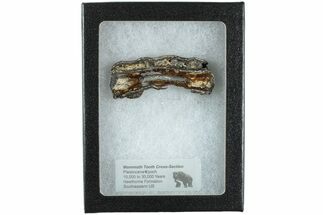 Mammoth Molar Slice with Case - South Carolina #238447