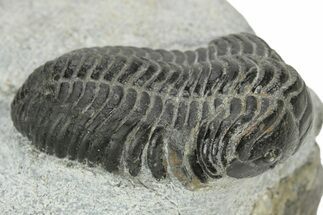Pliomera Fischer Trilobite - Slemestadt, Norway #181845