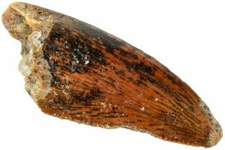 Serrated, Raptor Tooth - Real Dinosaur Tooth #238652