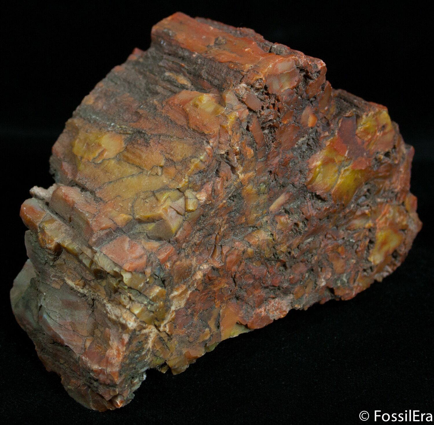 A 211 Million Year Old Petrified Rainbow Wood Fossil Arizona 424gr