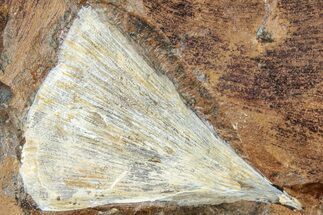 Fossil Ginkgo Leaf From North Dakota - Paleocene #238831