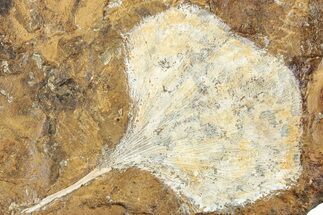 Fossil Ginkgo Leaf From North Dakota - Paleocene #238835