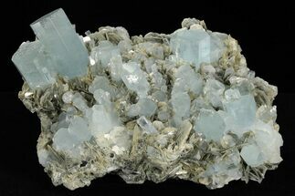 Gemmy Aquamarine Crystals on Muscovite - Museum Quality #238763