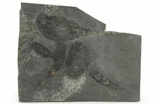 Two Rare Silurian Phyllocarid (Ceratiocaris) Fossils - Scotland #113114
