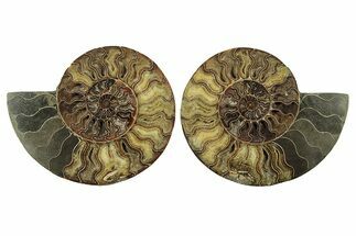 Very Large, Cut & Polished Ammonite Fossil - Madagasar #238786