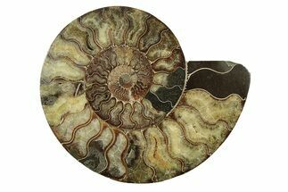 Very Large, Cut & Polished Ammonite Fossil (Half) - Madagascar #238789