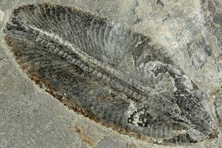 Ordovician Graptolite (Phyllograptus) - Fillmore Formation, Utah #238881
