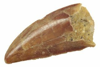 Serrated, Raptor Tooth - Real Dinosaur Tooth #238548