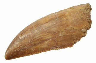 Serrated, Raptor Tooth - Real Dinosaur Tooth #238552