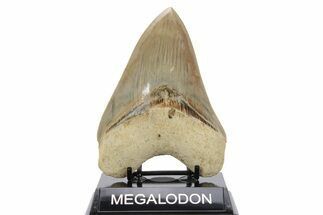 Serrated, Fossil Megalodon Tooth - Indonesia #238951