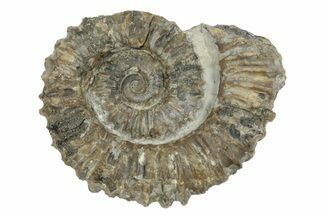 Aegocrioceras Ammonite - Germany #139343