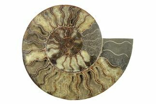 Large, Cut & Polished Ammonite Fossil (Half) - Madagascar #239225