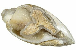 Chalcedony Replaced Gastropod With Sparkly Quartz - India #239317