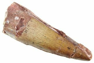 Fossil Spinosaurus Tooth - Real Dinosaur Tooth #239254