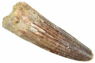 Fossil Spinosaurus Tooth - Real Dinosaur Tooth #239268