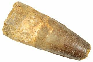 Fossil Spinosaurus Tooth - Robust Tooth #239271