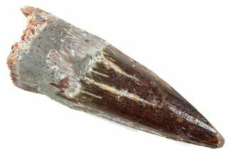 Fossil Spinosaurus Tooth - Real Dinosaur Tooth #239280
