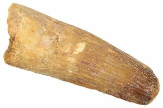 Fossil Spinosaurus Tooth - Real Dinosaur Tooth #239281