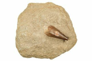 Mosasaur (Prognathodon) Tooth In Rock #91255
