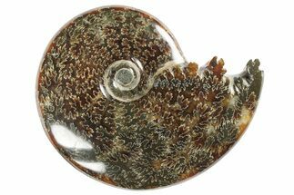Polished, Agatized Ammonite (Cleoniceras) - Madagascar #94285