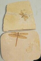 Lot: Two Dragonflies #239458