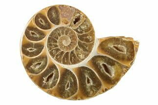 Jurassic Cut & Polished Ammonite Fossil (Half) - Madagascar #239405