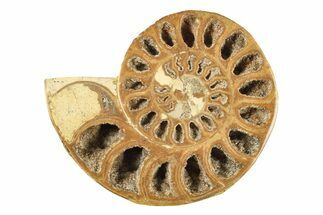 Jurassic Cut & Polished Ammonite Fossil (Half) - Madagascar #239433