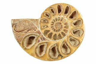 Jurassic Cut & Polished Ammonite Fossil (Half) - Madagascar #239439
