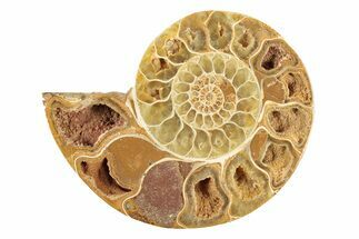 Jurassic Cut & Polished Ammonite Fossil (Half) - Madagascar #239451