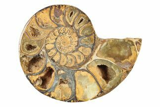 Jurassic Cut & Polished Ammonite Fossil (Half) - Madagascar #239456