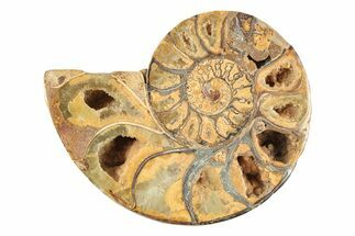 Jurassic Cut & Polished Ammonite Fossil (Half) - Madagascar #239457