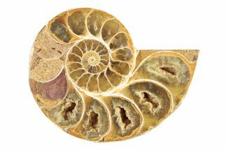 Jurassic Cut & Polished Ammonite Fossil (Half) - Madagascar #239373