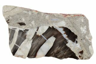 Petrified Peanut Wood Slab - Australia #239844